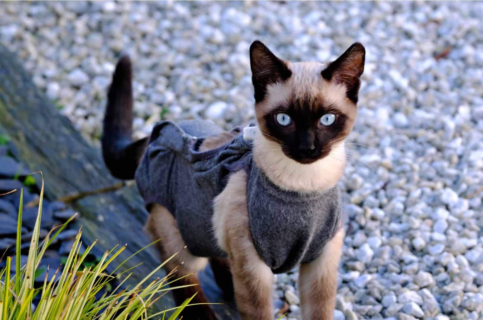 siamese kitten is standing and looking at the camera