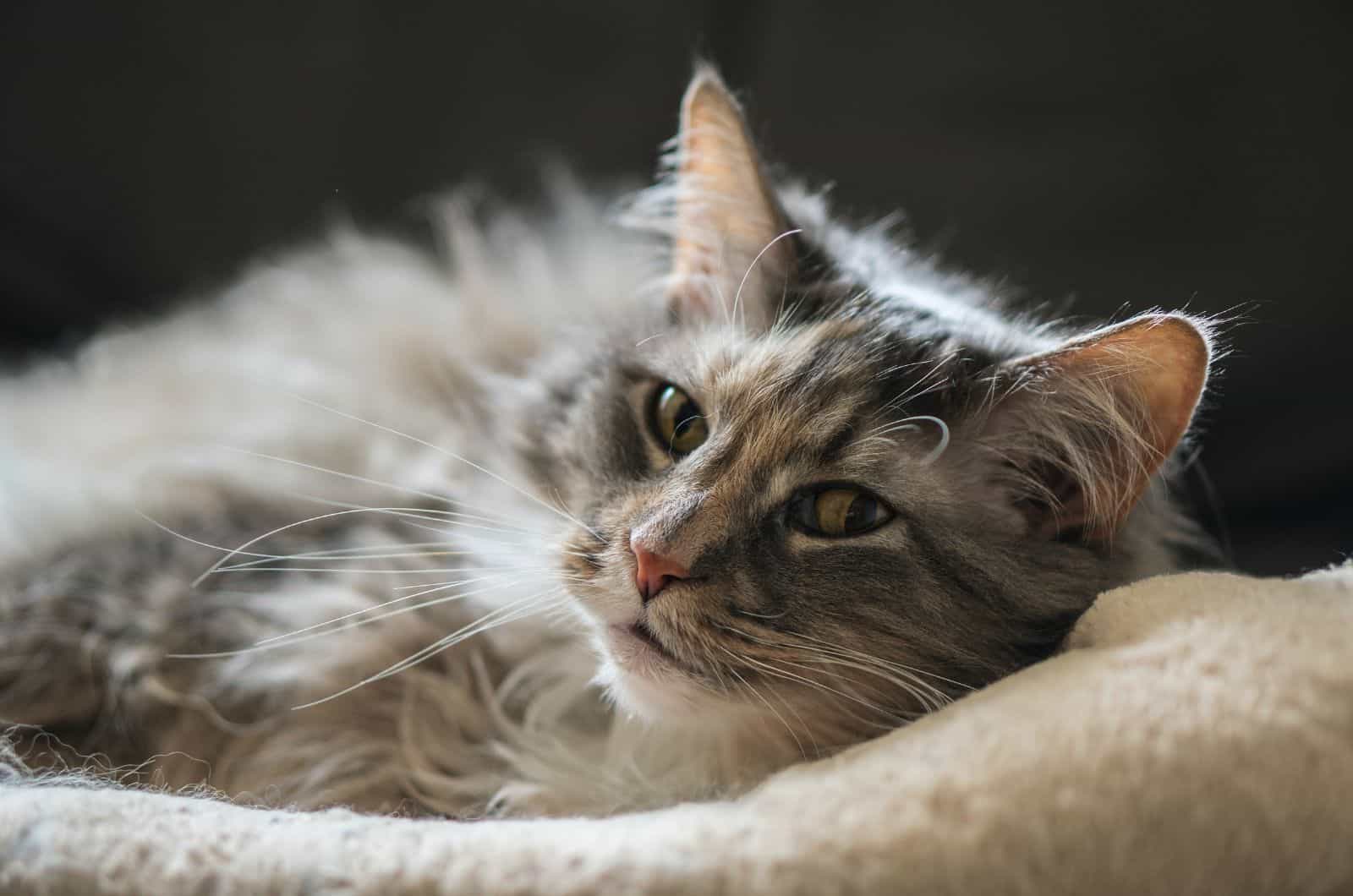 sick cat lying on blanket