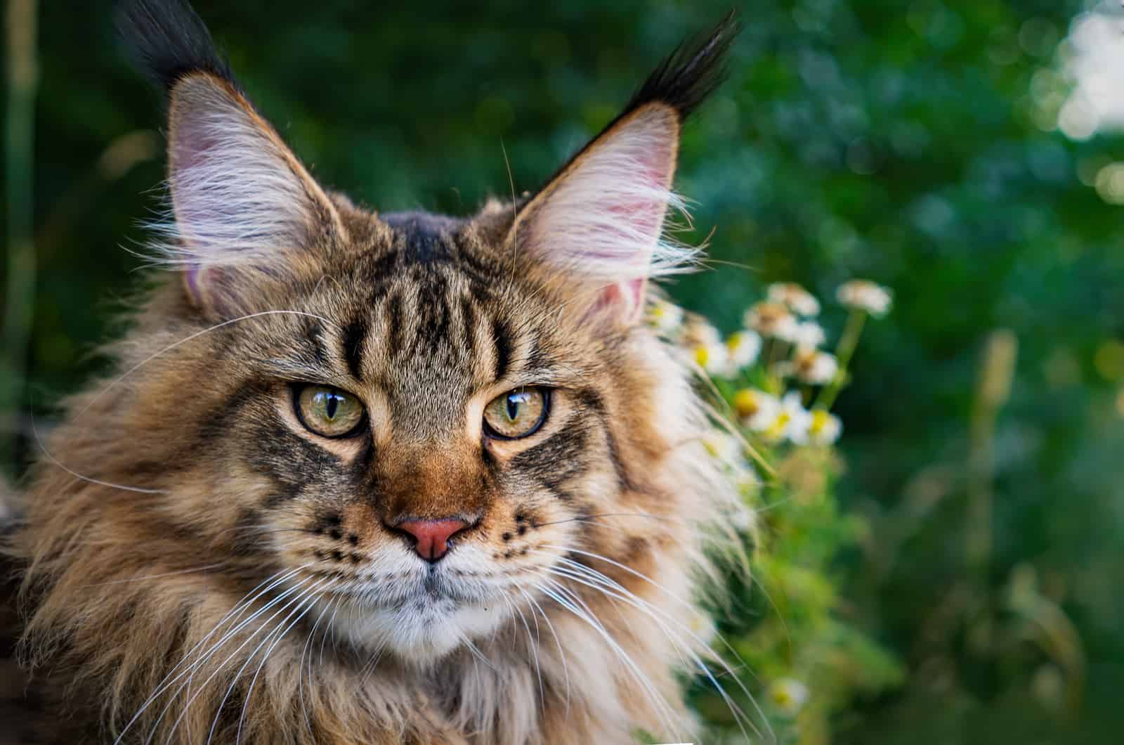 sitting calm and serious furry Maine Coon cat