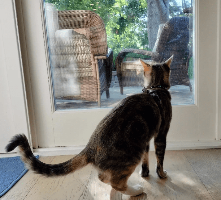 sokoke cat looking through balcony door
