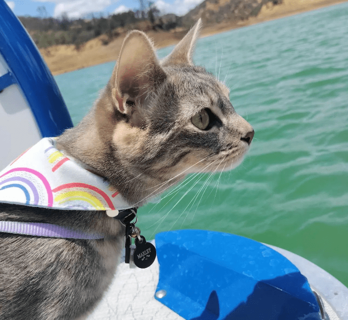 sokoke cat sitting on the boat