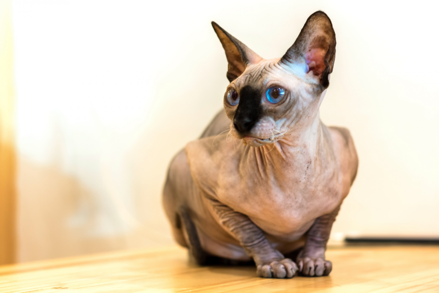 How Much Does A Sphynx Cat Cost? A Guide For Owning One