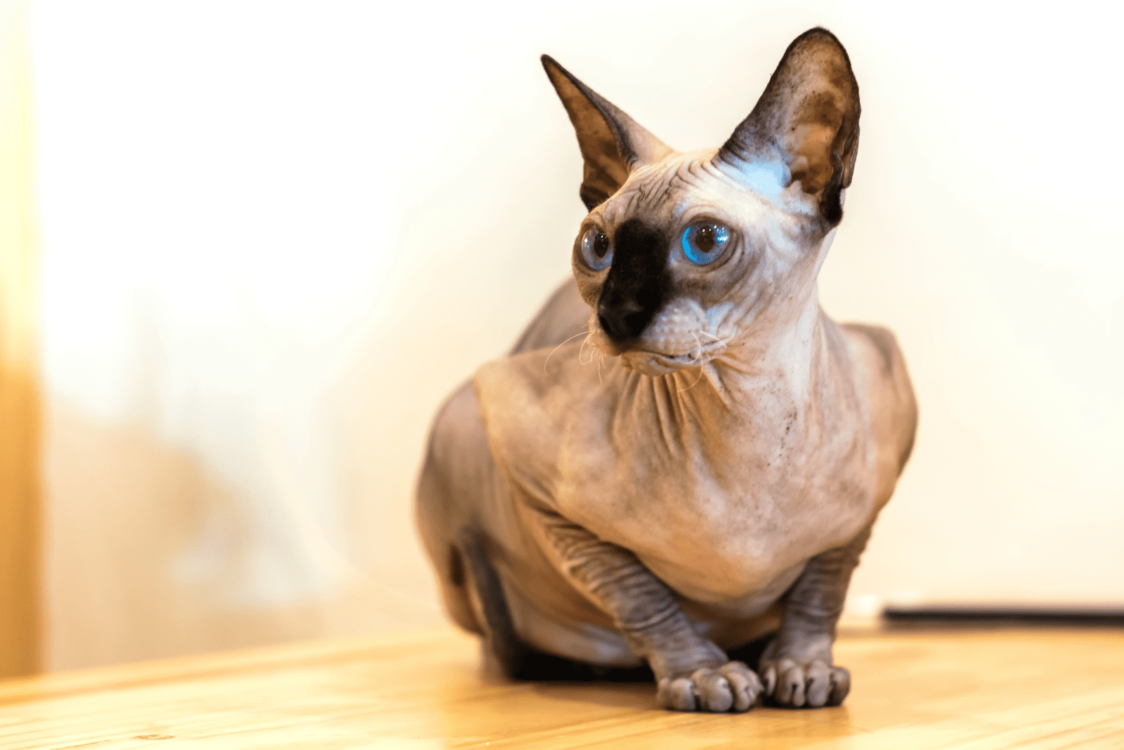 sphinx cat lies down