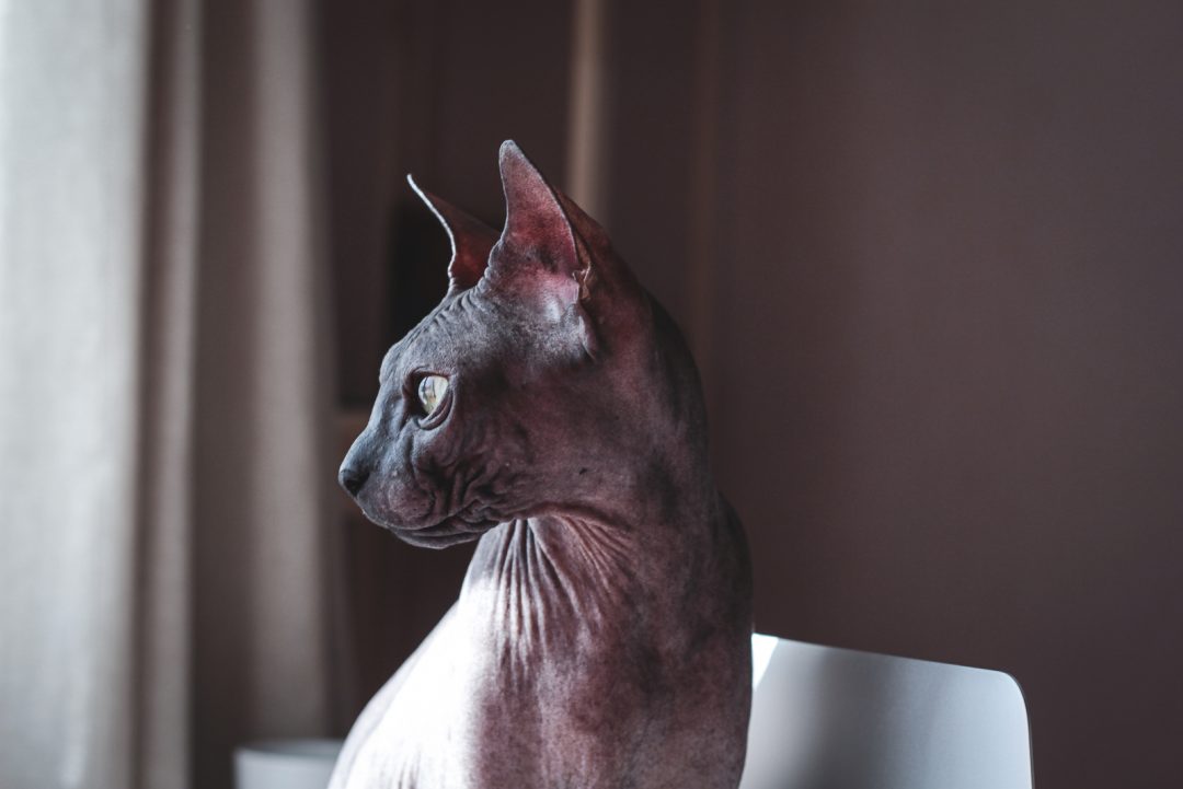 Sphynx Cat For Sale Oregon Breeders List!