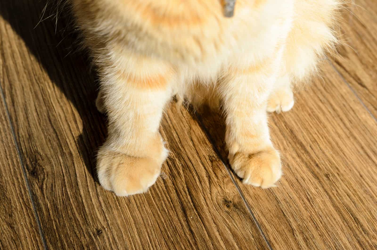 swollen cat paw