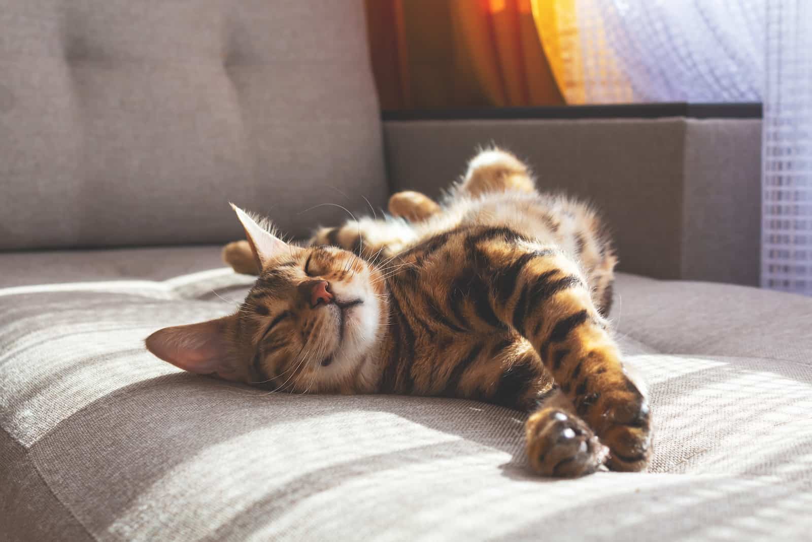 tabby cat is lying on the sofa