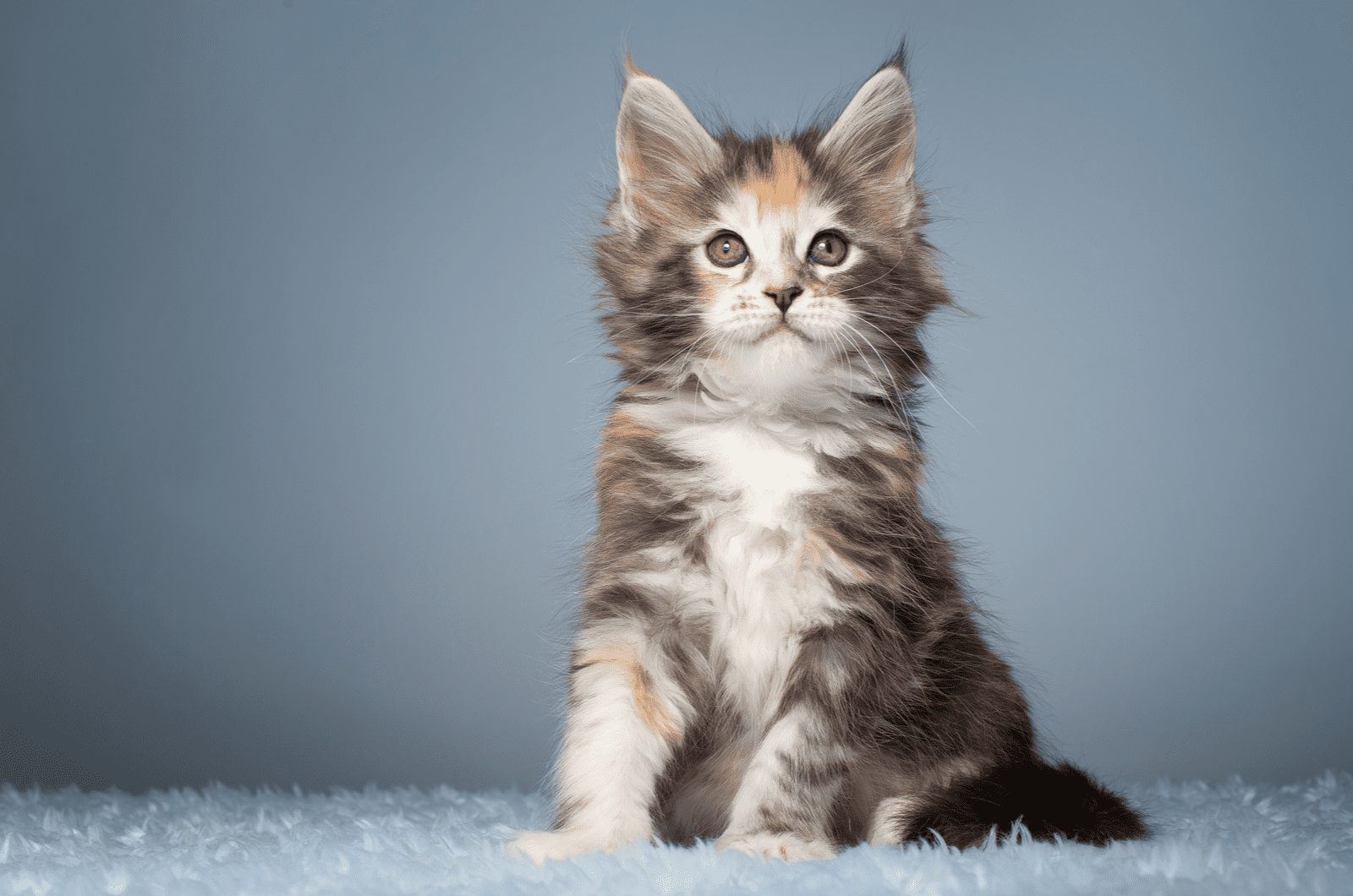 maine coon kitten sitting and looking