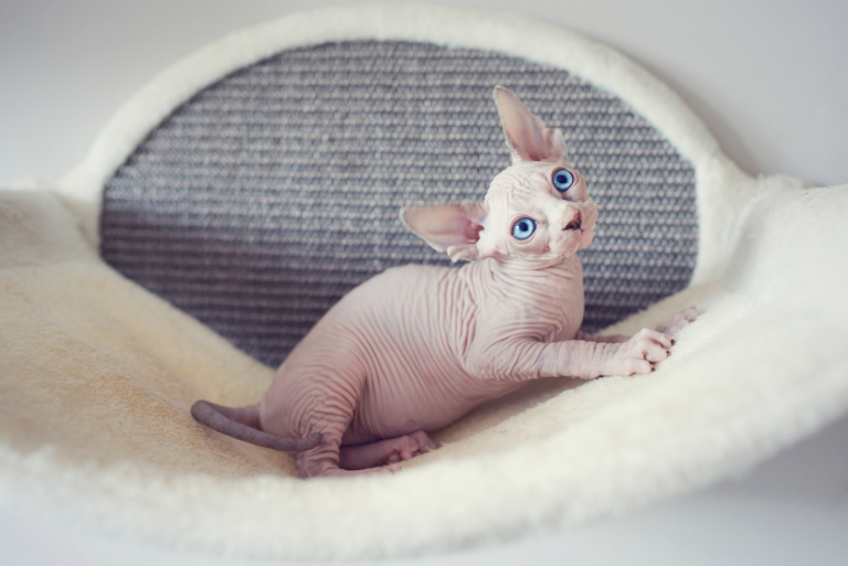 404+ Best Cat Names Ending In Ie or Y Male, Female, Unisex