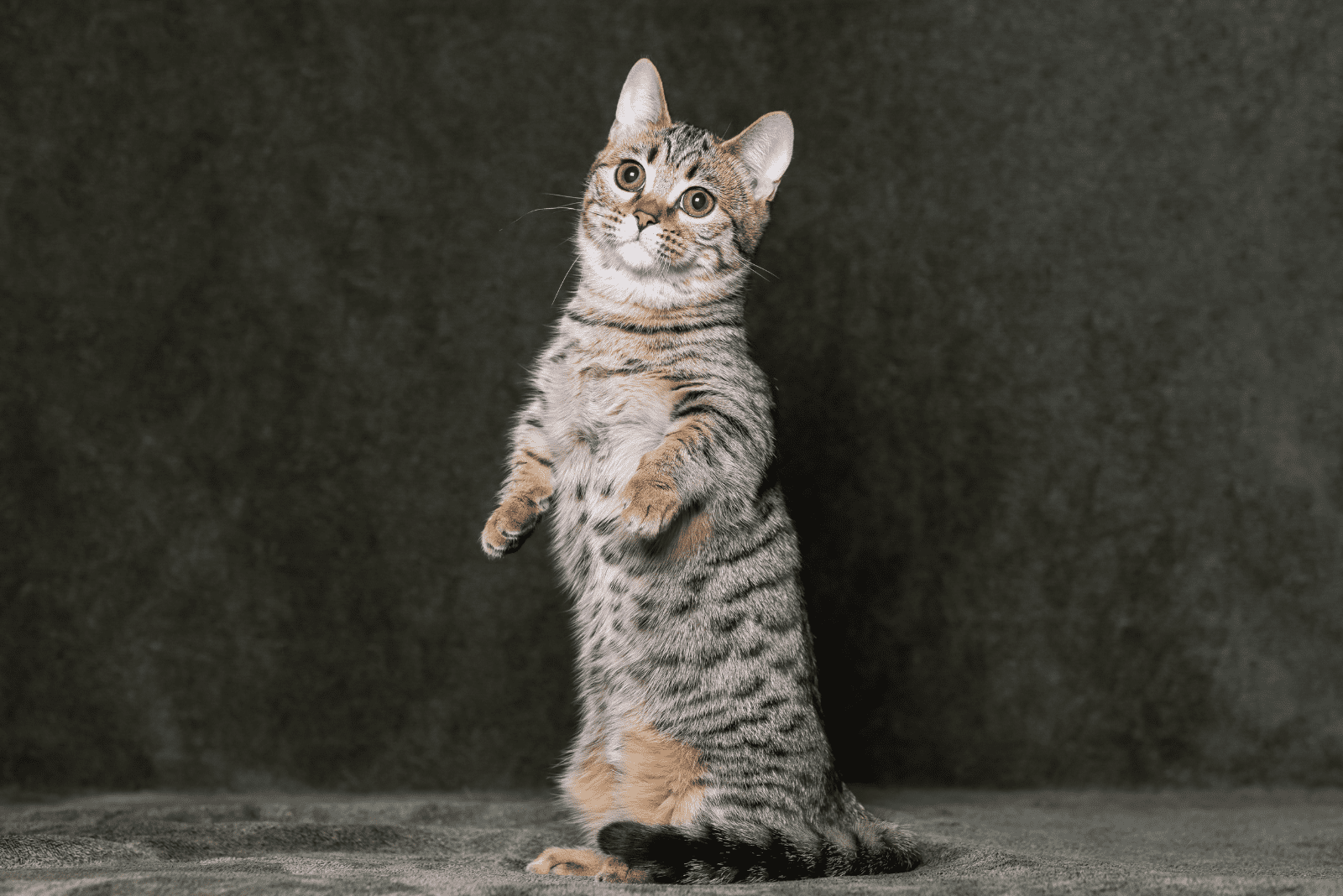 the adorable munchkin cat stands on its hind legs
