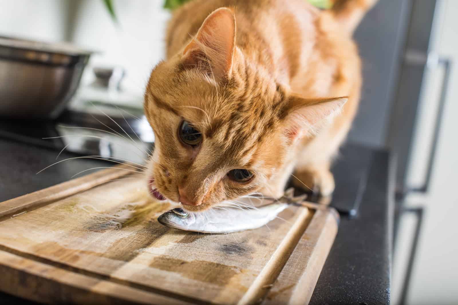 the cat eats a sardine from a wooden board