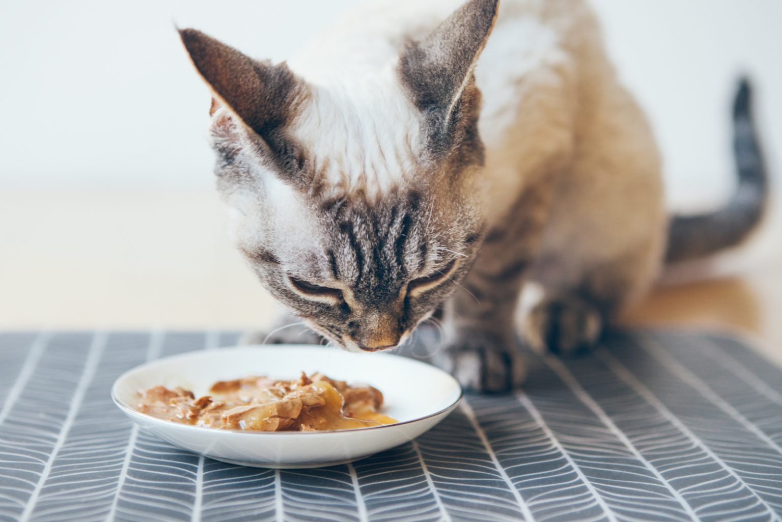 Why My Cat Wont Eat Wet Food? All There Is To Know!