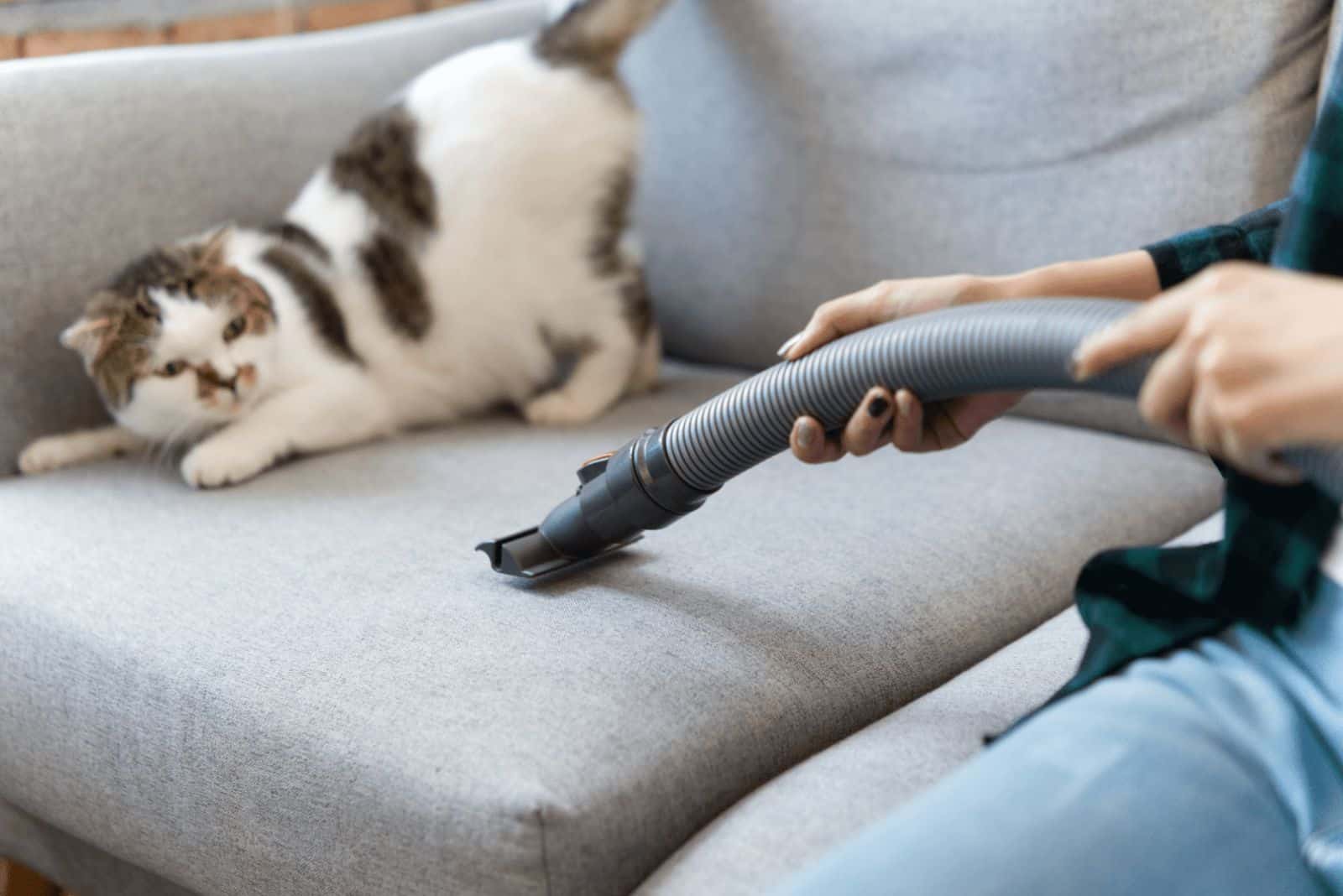 the cat is afraid of the vacuum cleaner