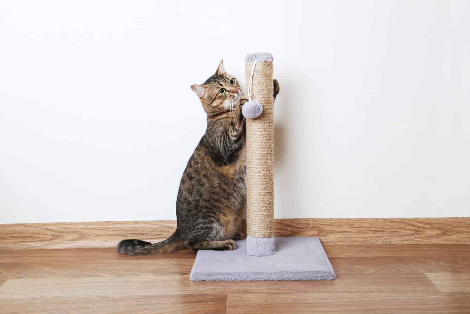 the cat is playing on the scratching post
