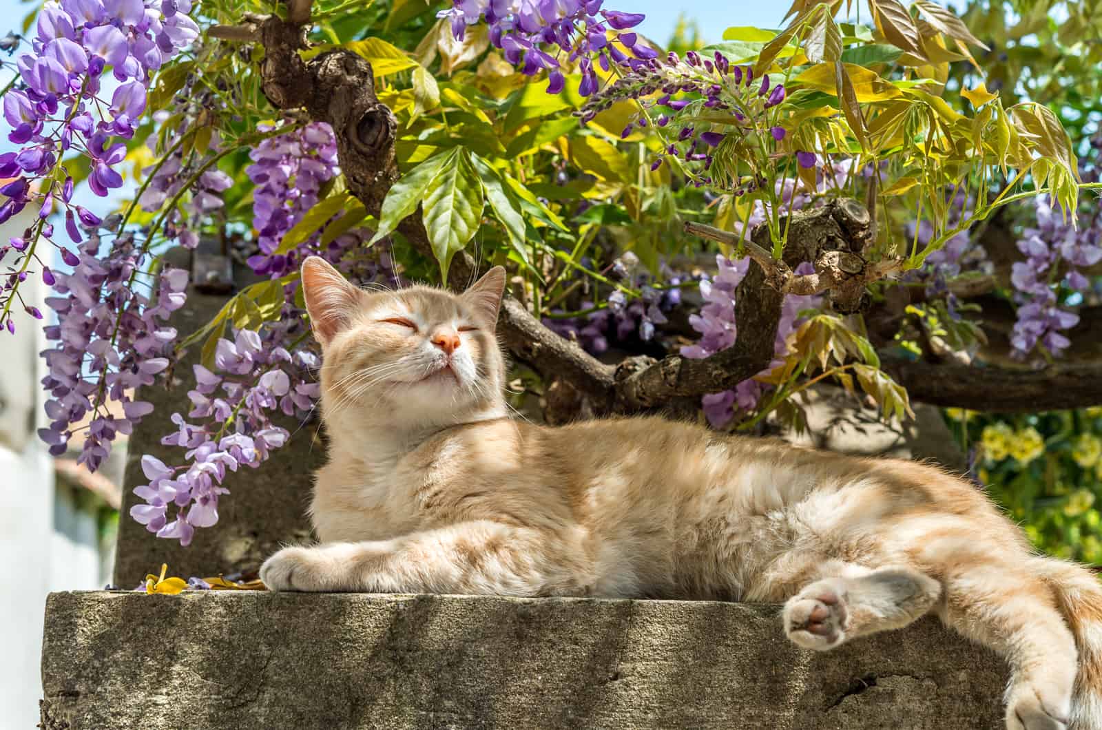 the cat lies down and enjoys the garden