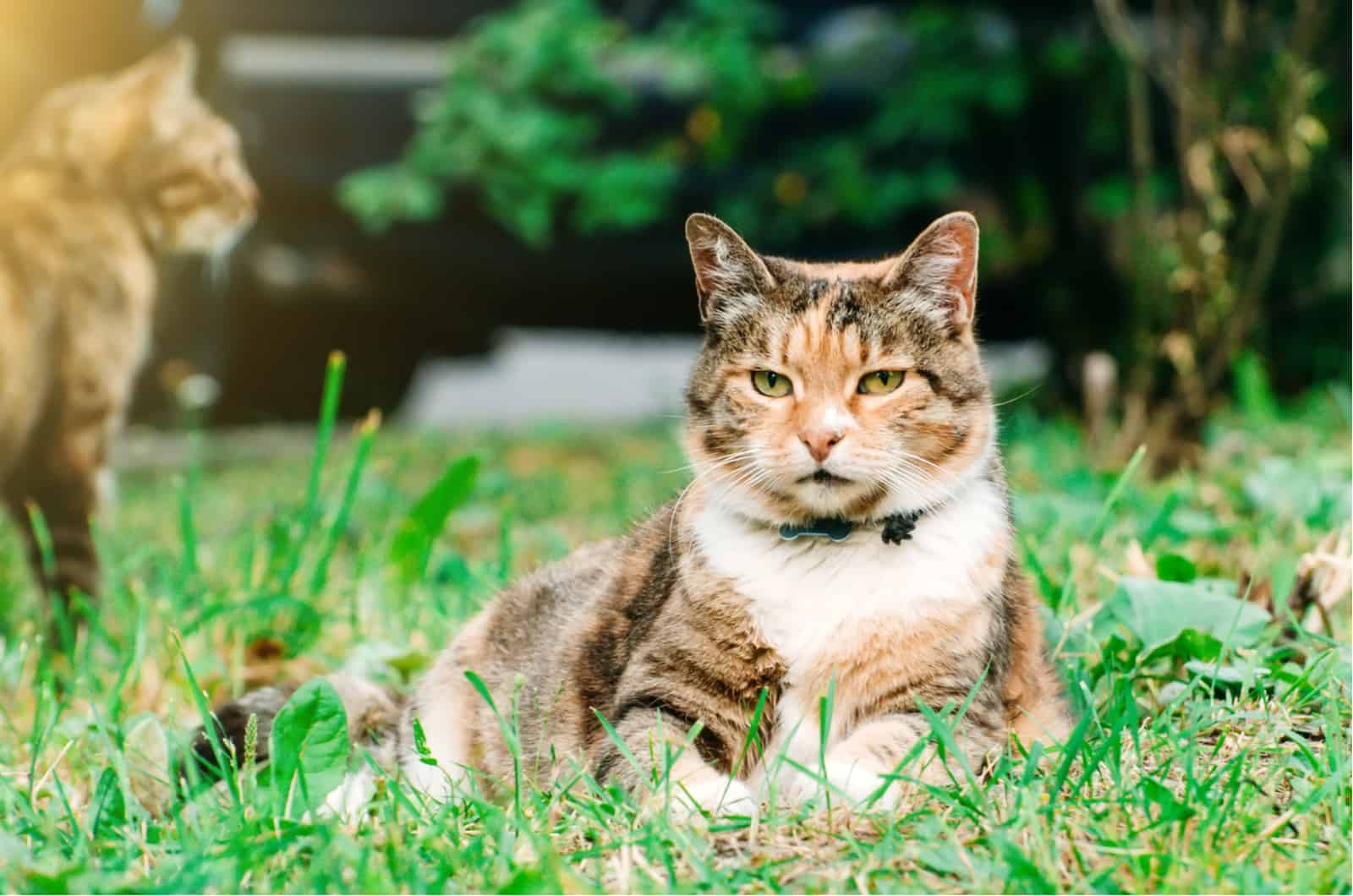 the cat lies in the green grass