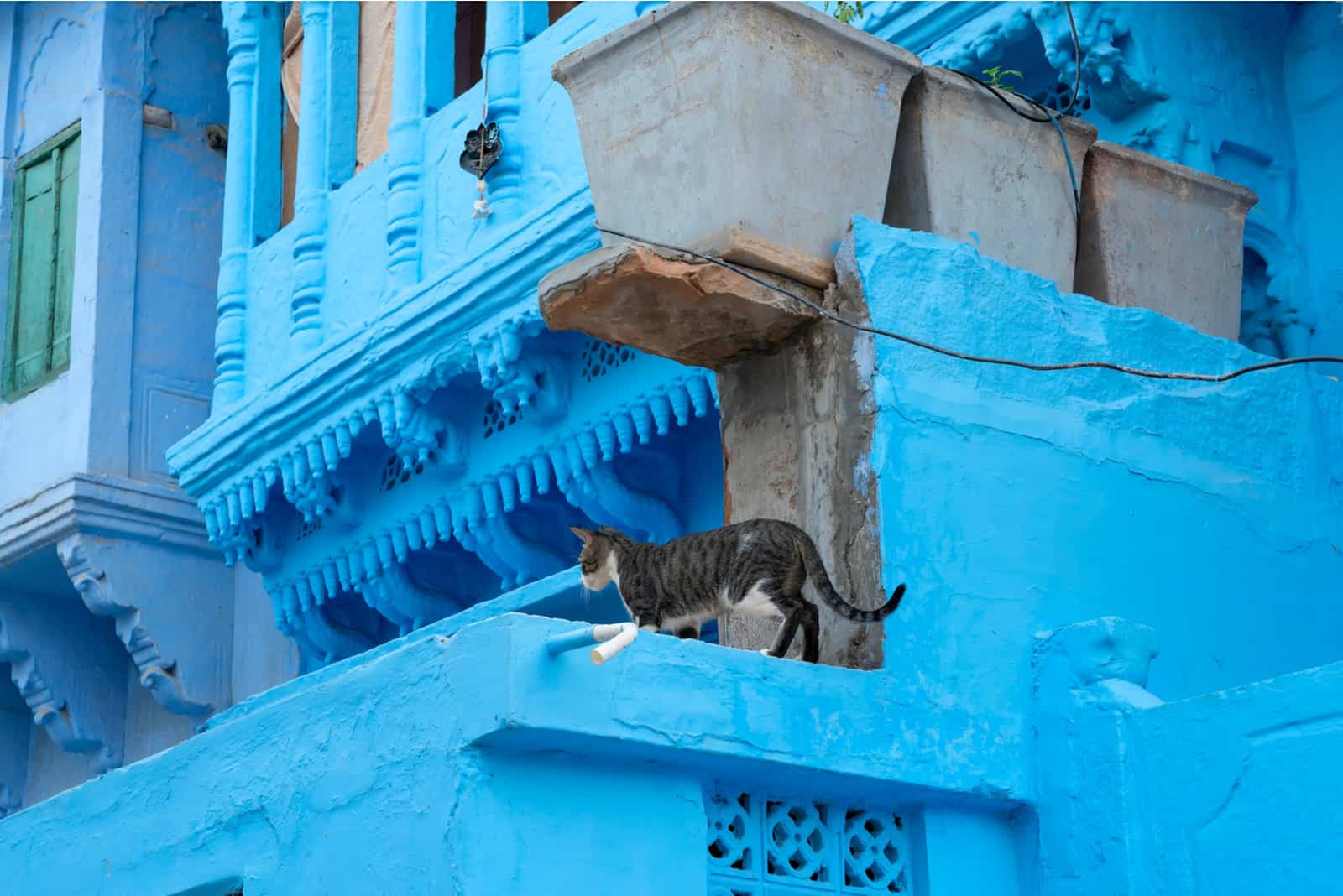the cat on the blue building