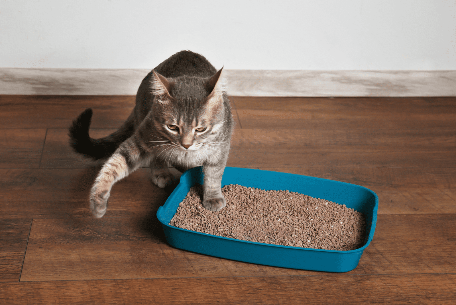 the cat pees next to the litter box.