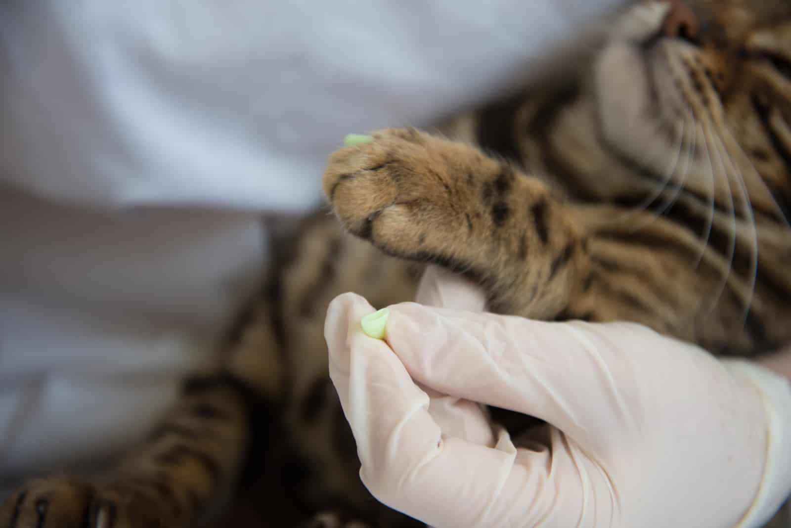 the human puts caps on the cat's nails