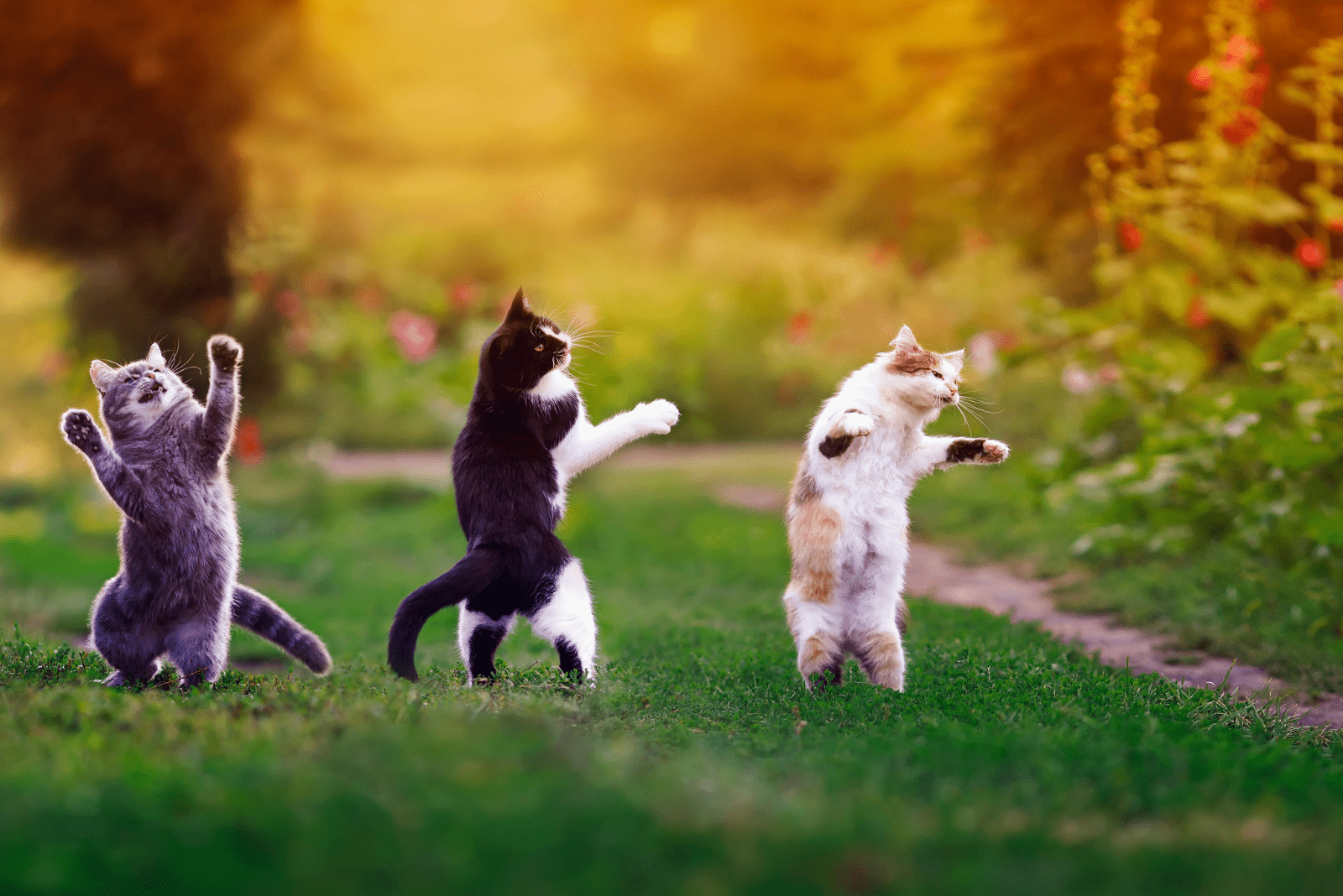 three cats are catching flies in the park having fun