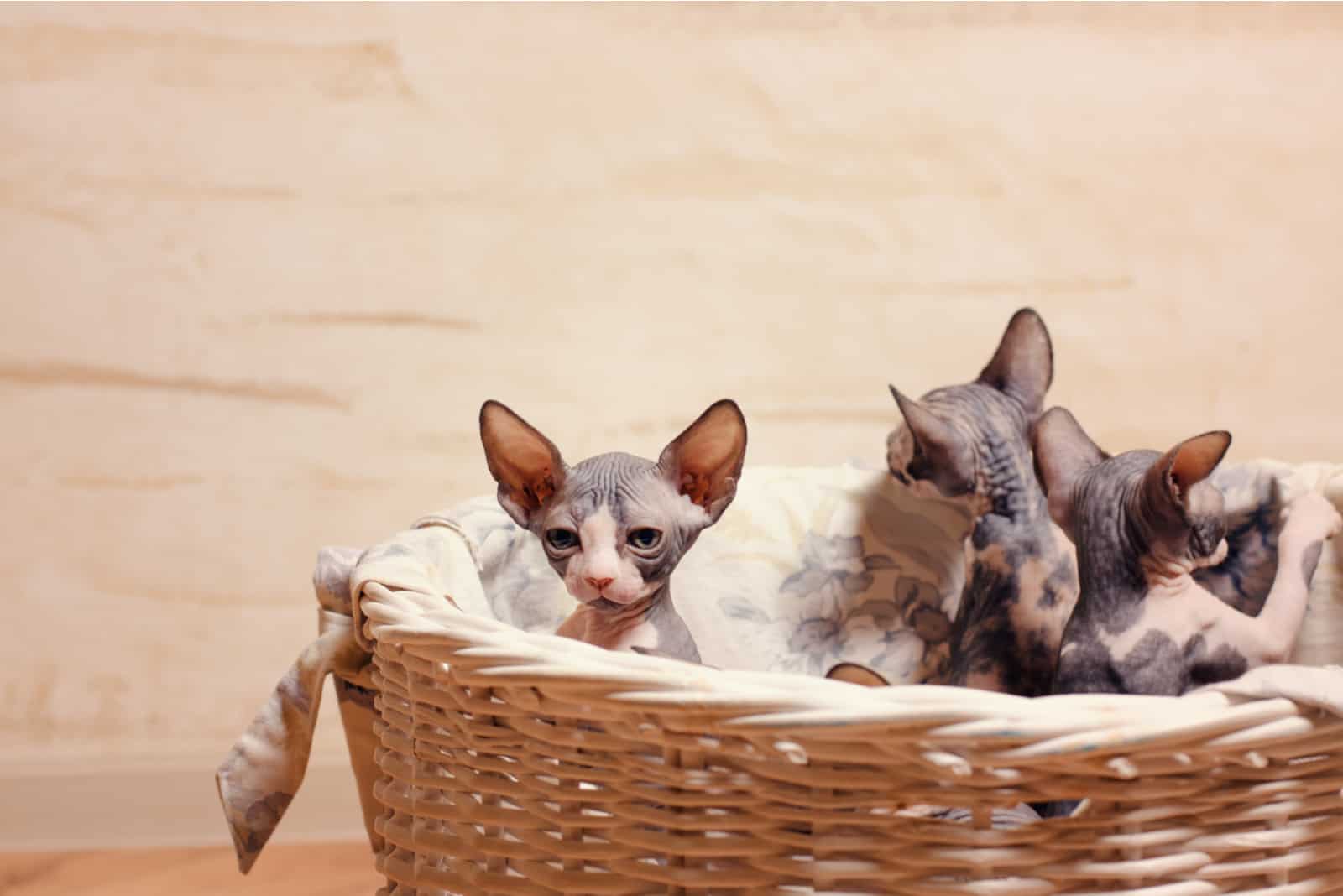 tiny Sphynx Kittens in a basket