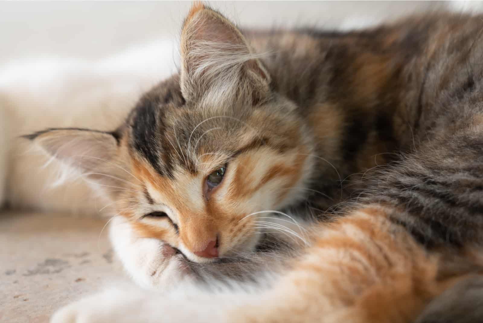  tricolor kitten lying on the floor