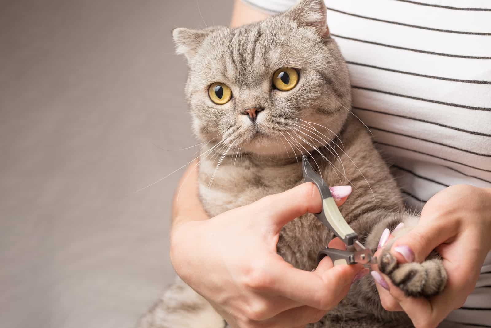 trimming cats nails