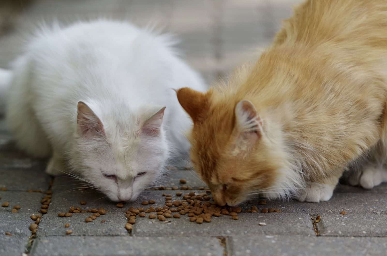 two Persian Cats eating food