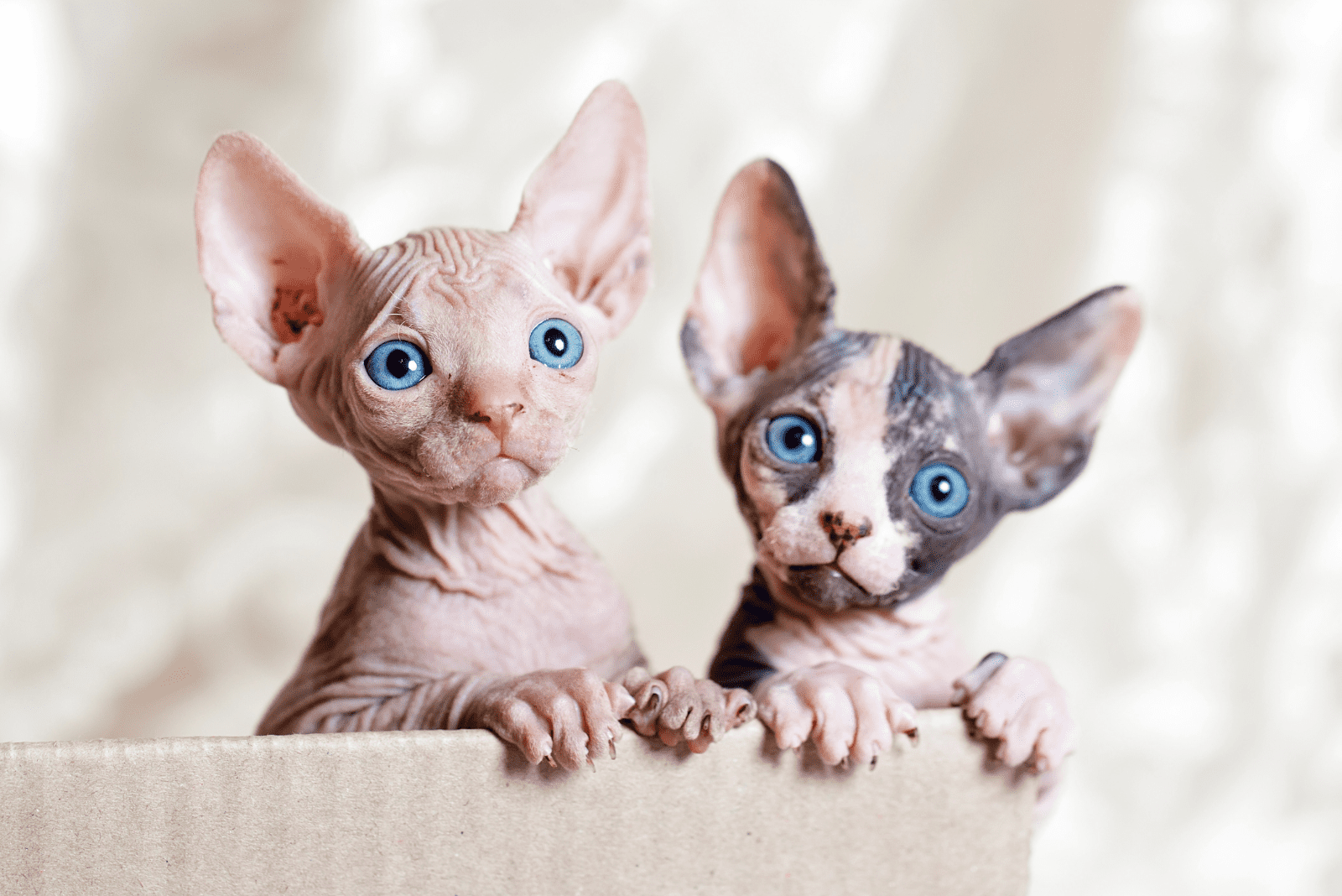 two Sphynx kittens in a basket