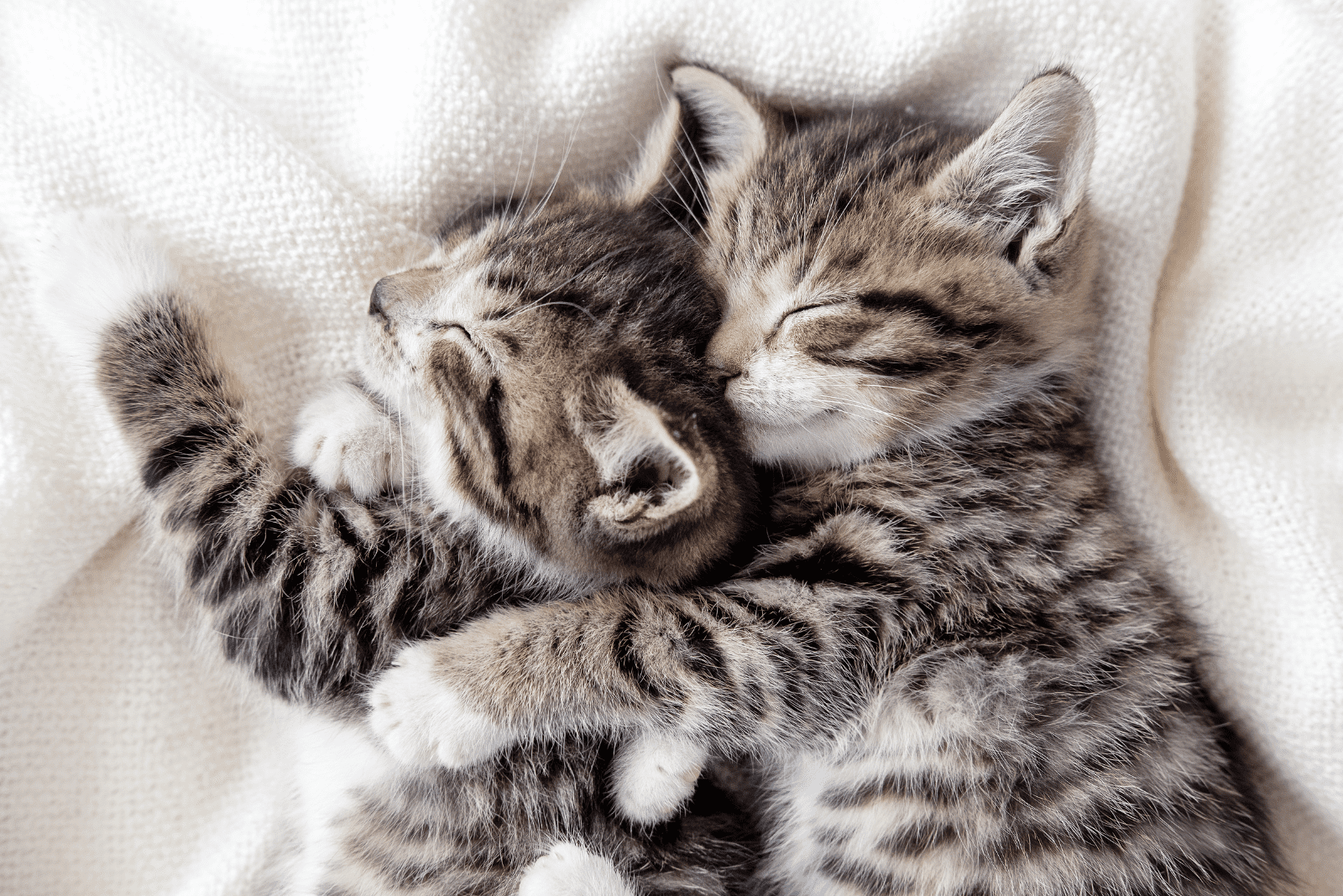 two adorable kittens are sleeping