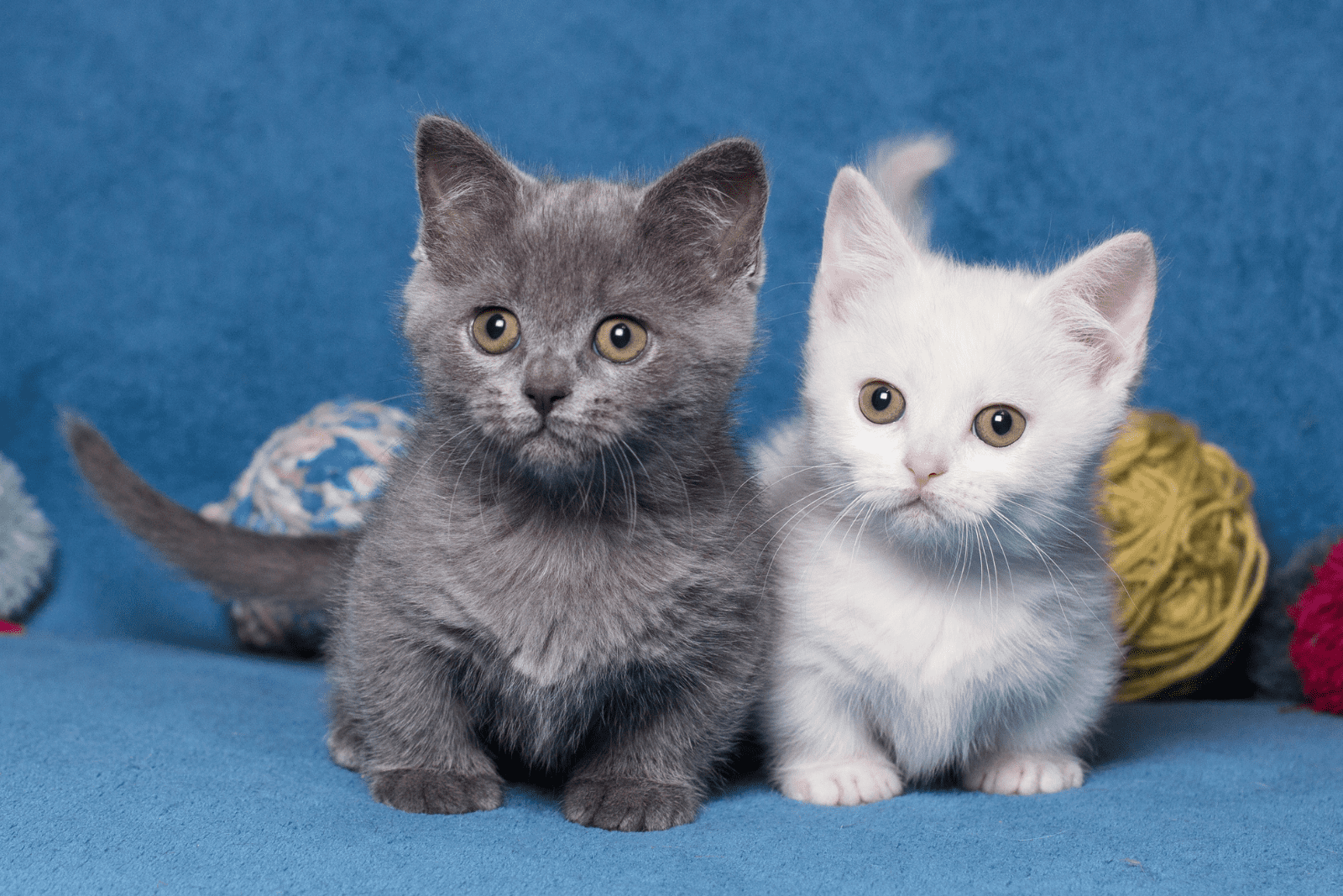 two adorable munchkin kittens