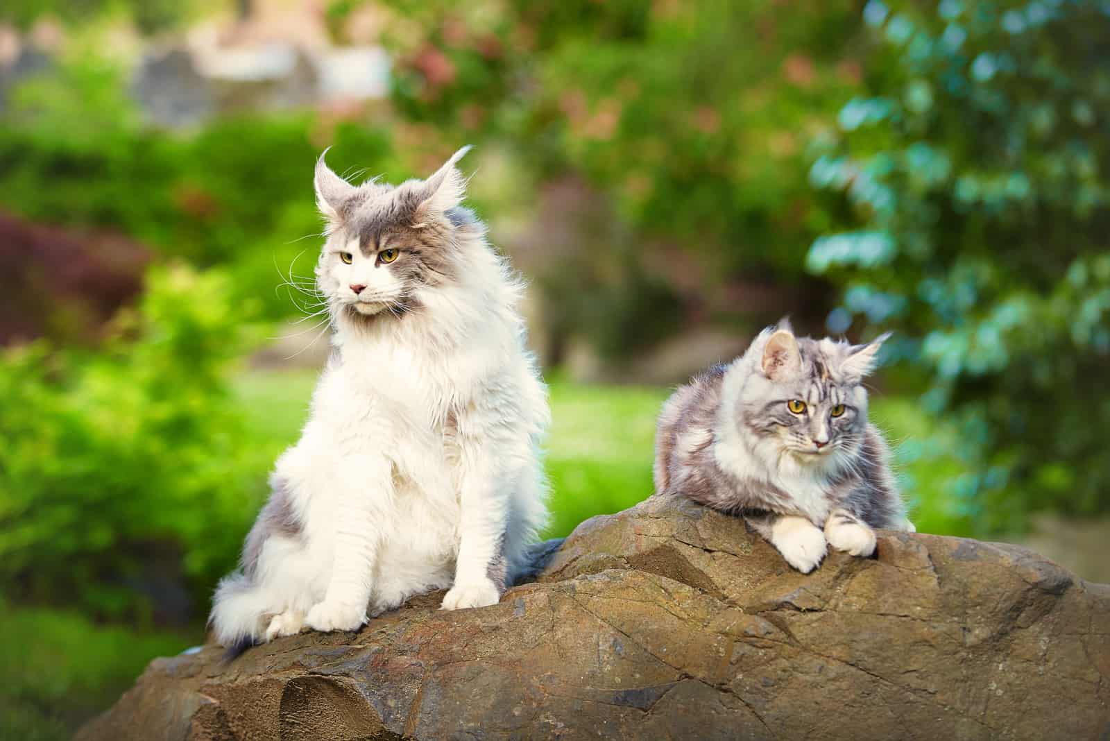 two beautiful long-haired cats are sitting on a rock in nature