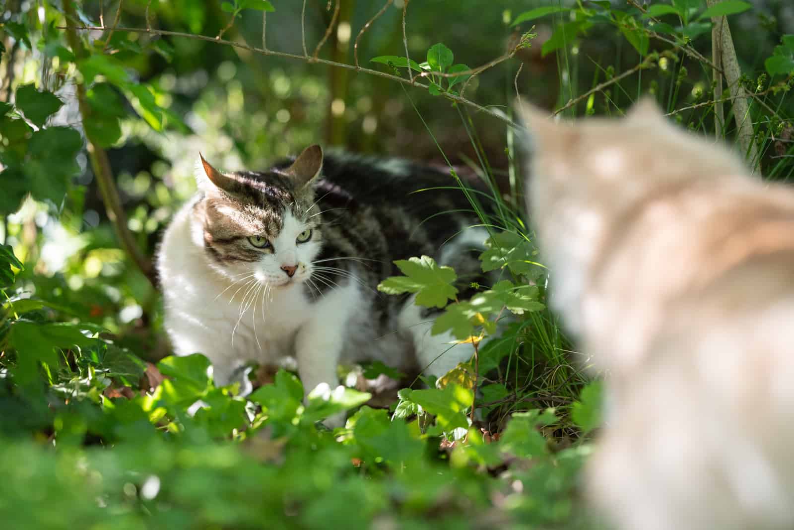 two cats are preparing for a fight in nature