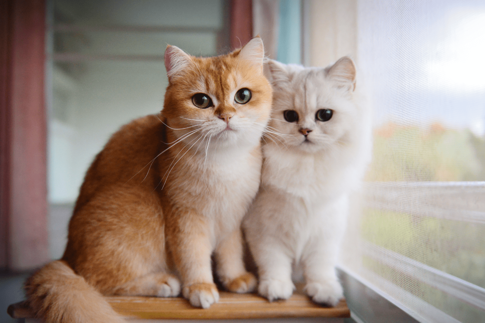 two cats are sitting by the window