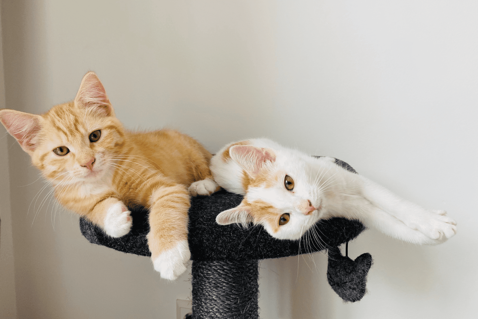 two cats lie on a scratching post