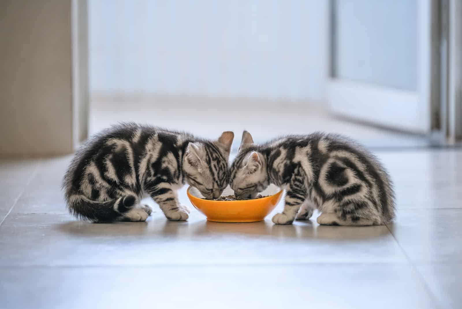 two kittens eating food