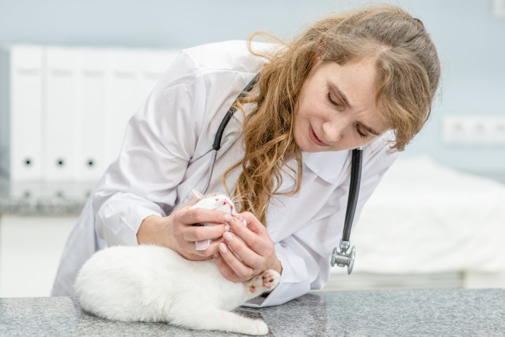 Putting A Cat Down With Stomatitis What You Should Know
