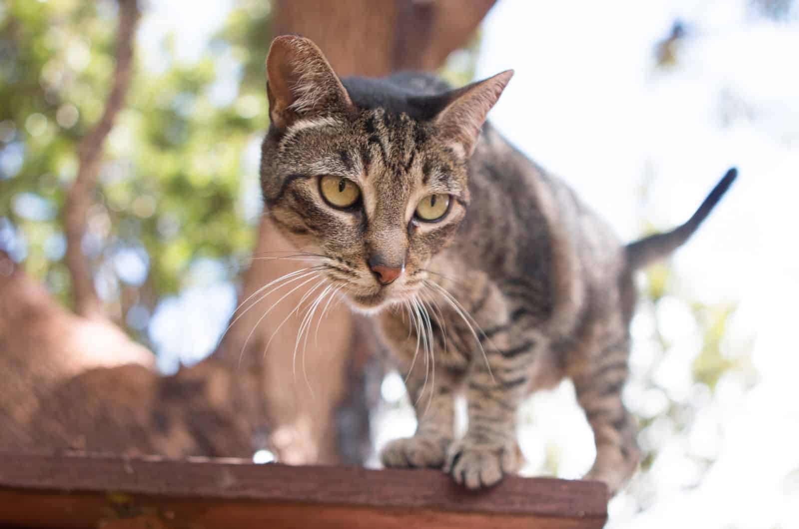 weird cat looking down