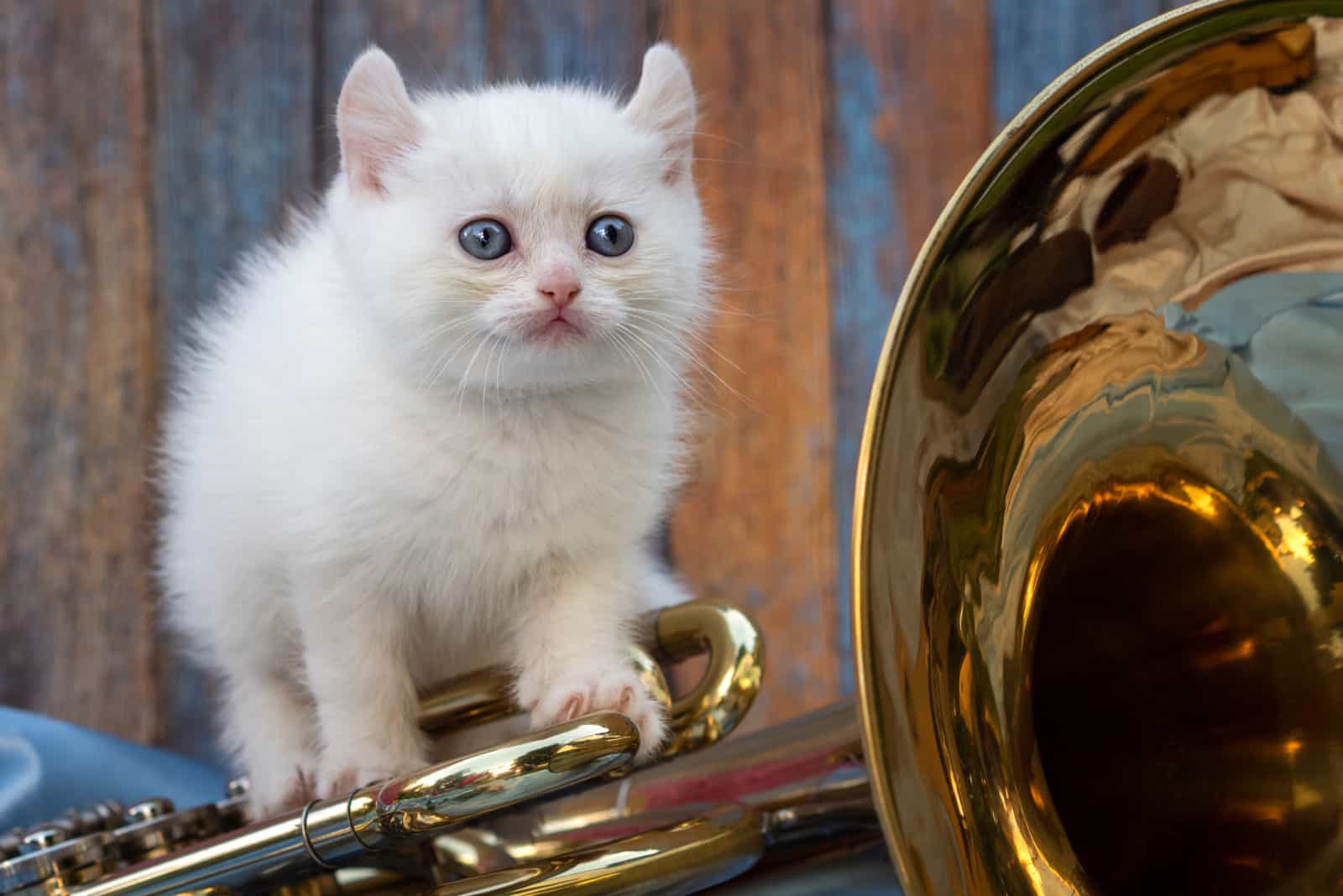 white Kinkalow kitten