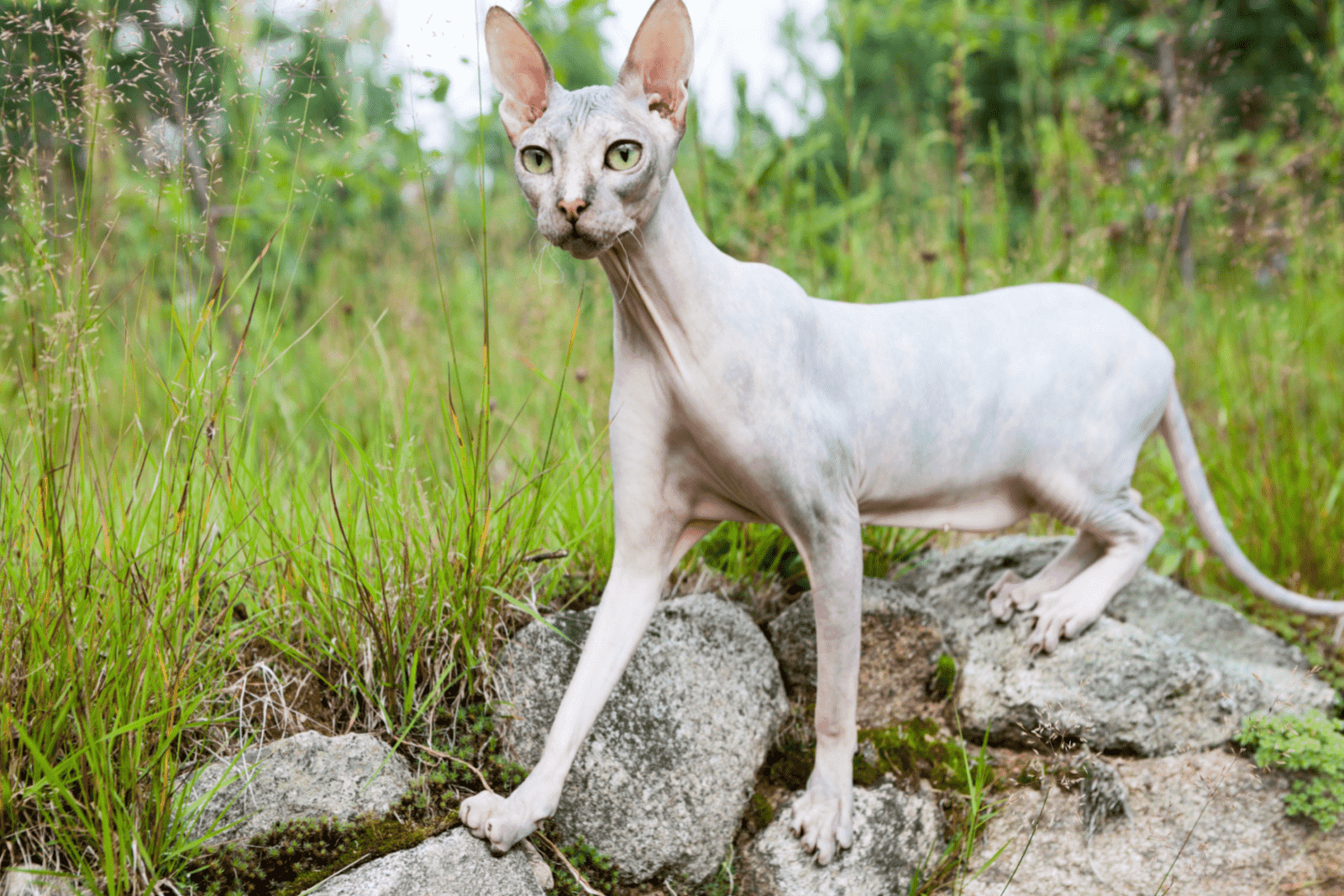white Sphynx cat sitting on a stone in nature