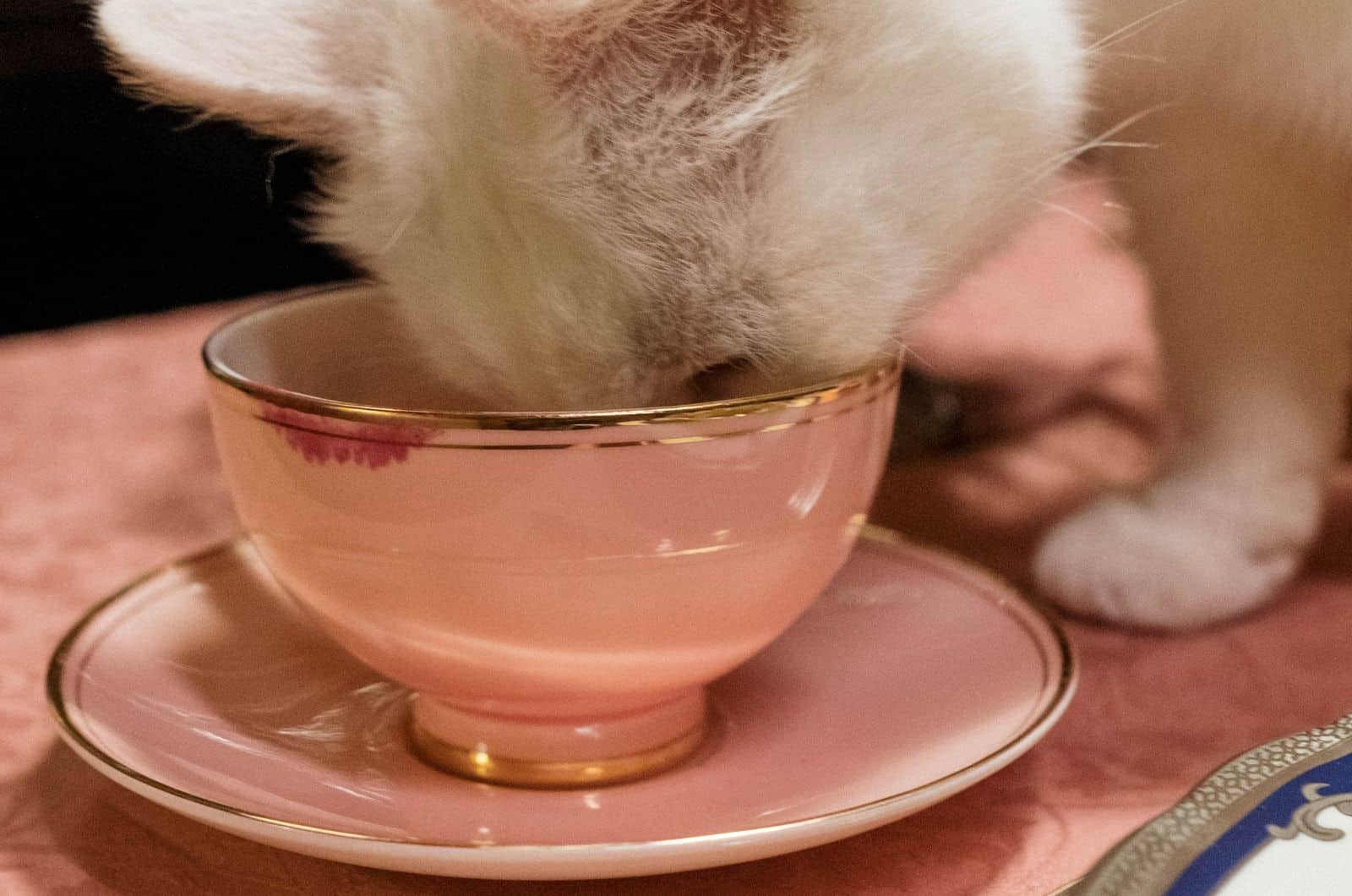 white cat drinking from cup
