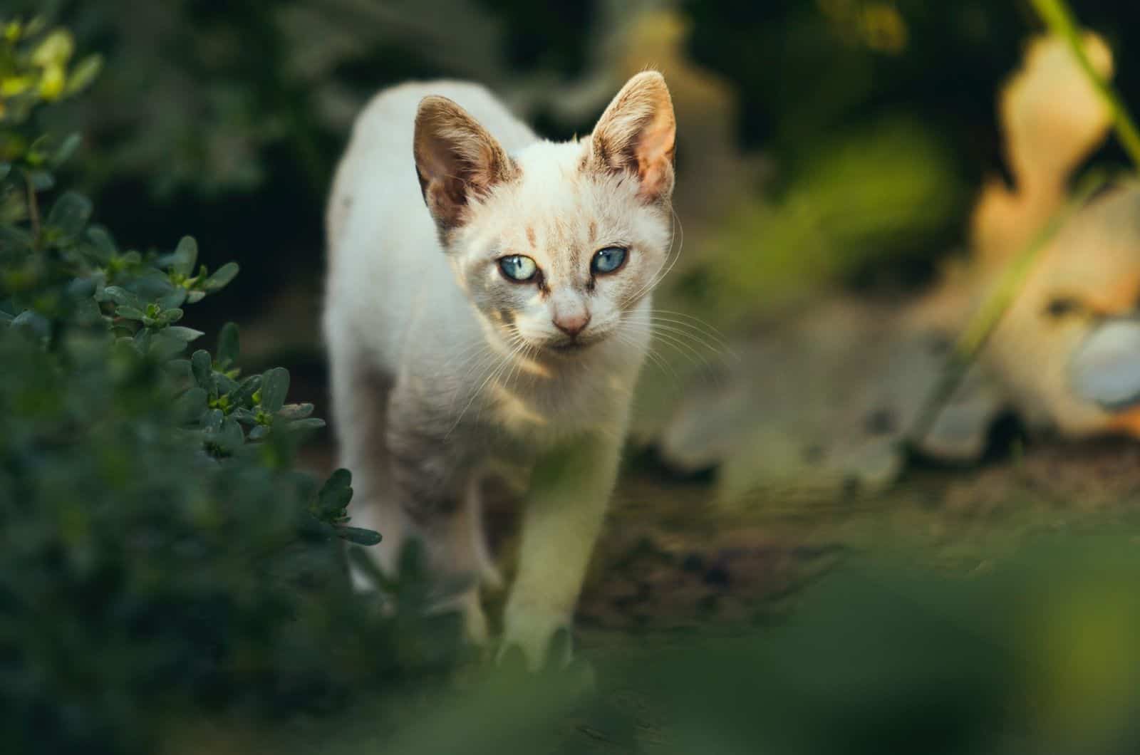 white cat walking outside