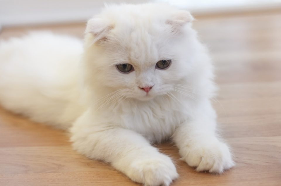 3 Best Munchkin Cat Breeders In North Carolina Check It Out!