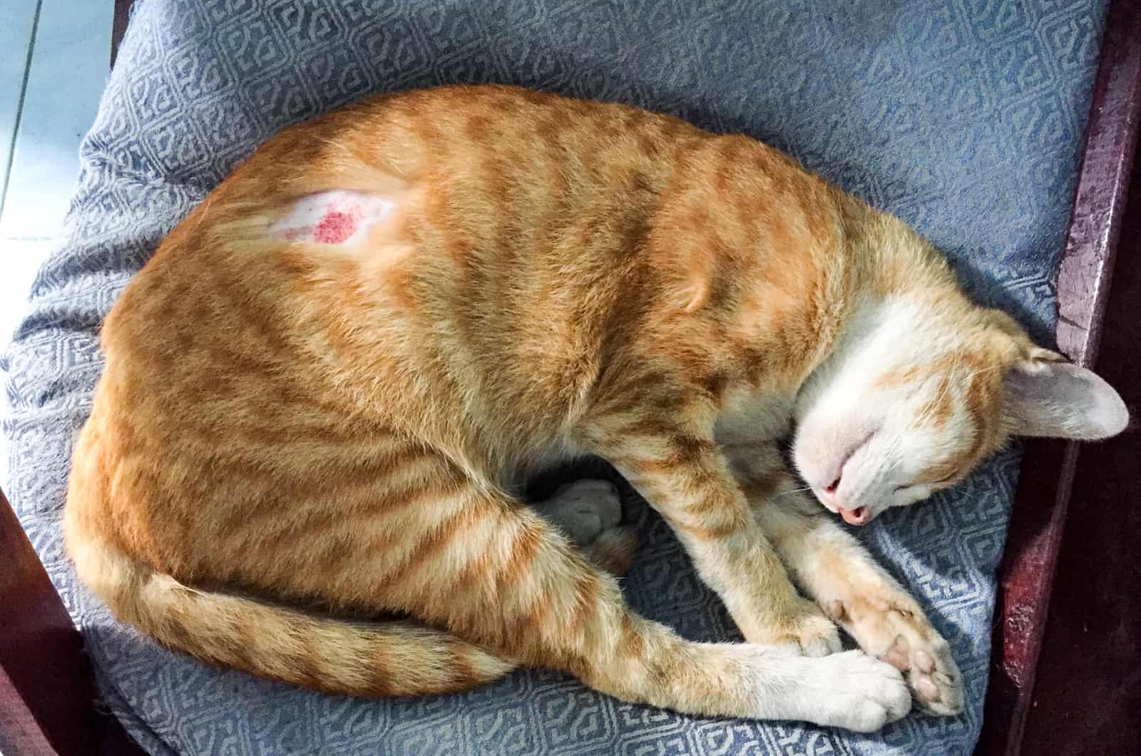 wound on the skin of an orange cat