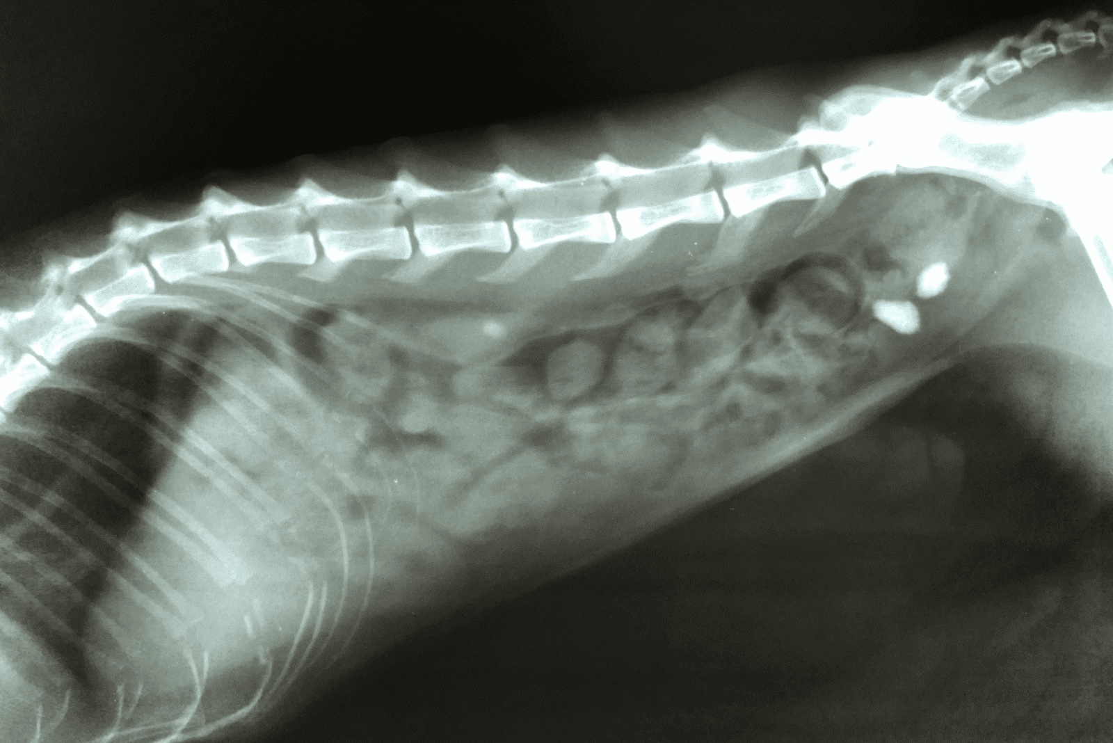 x ray film stone in urine bladder of animal