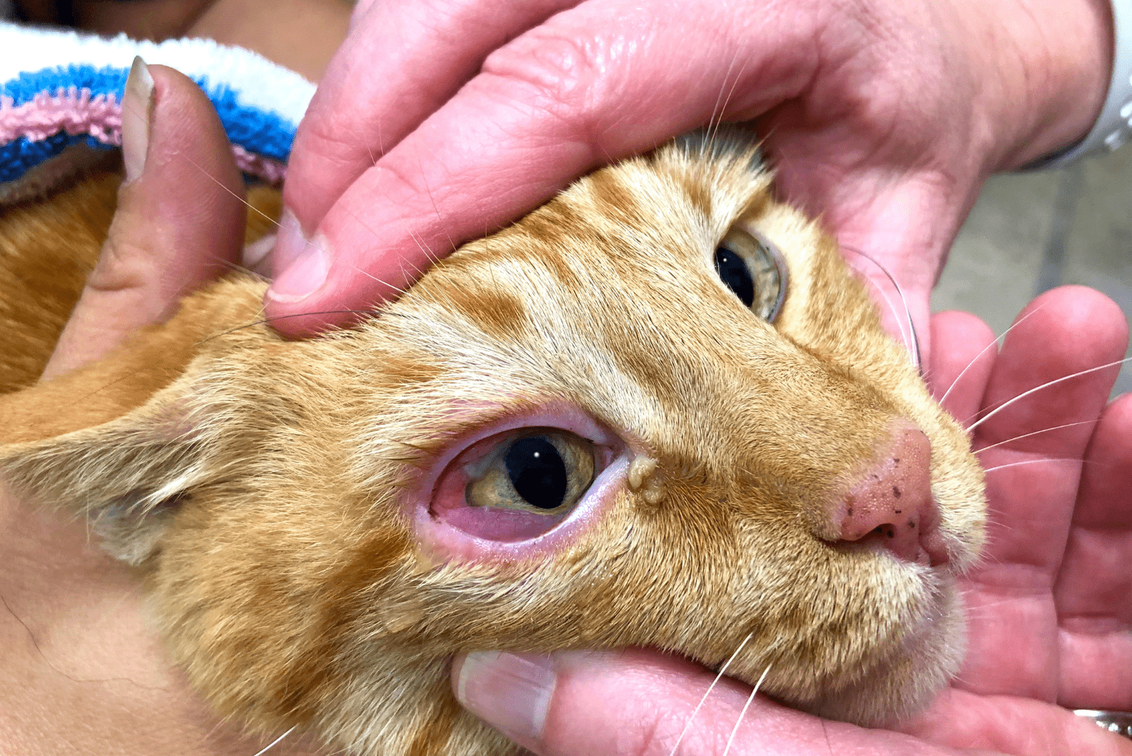 yellow cat with conjunctivitis on examination