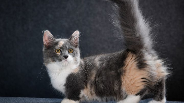 10 Short Legged Cat Breeds – Munchkin & The Feline Gang