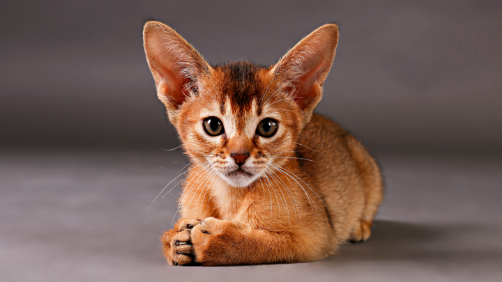 17 Orange Cat Breeds And Interesting Facts About Them