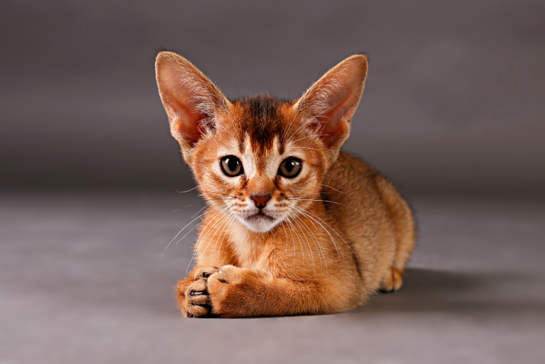 abyssinian kitten sitting