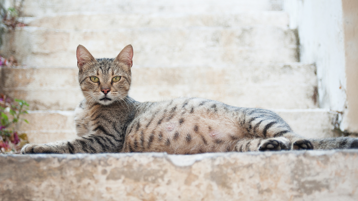 8 Revealing Symptoms Of Dead Kitten Inside Cat