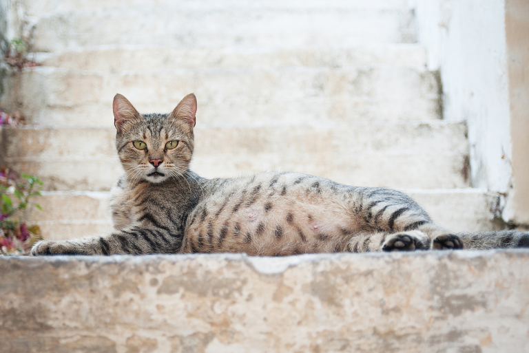 a domestic cat is lying on the pavement